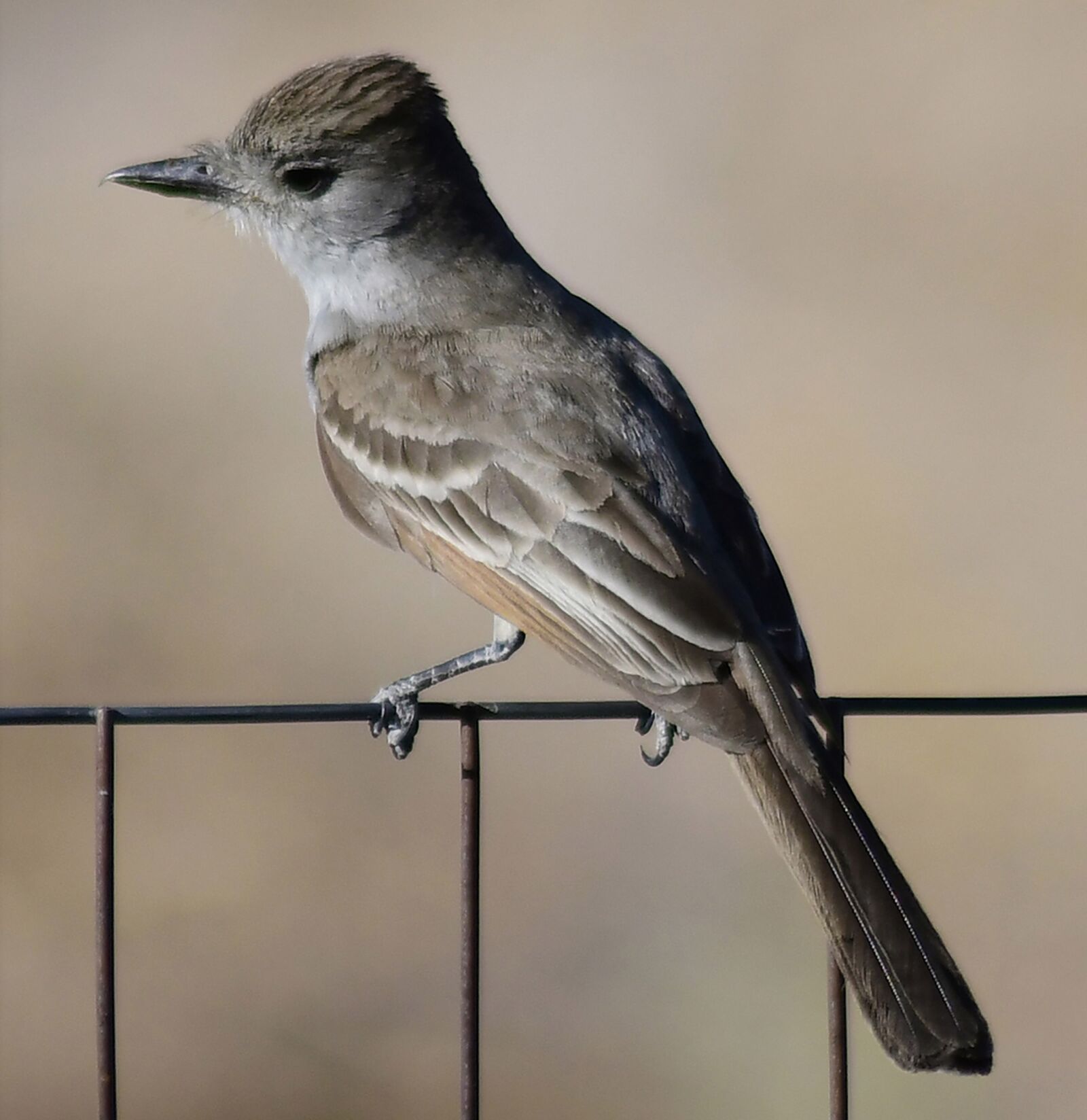 Nikon D850 sample photo. Bird, brown, nature photography
