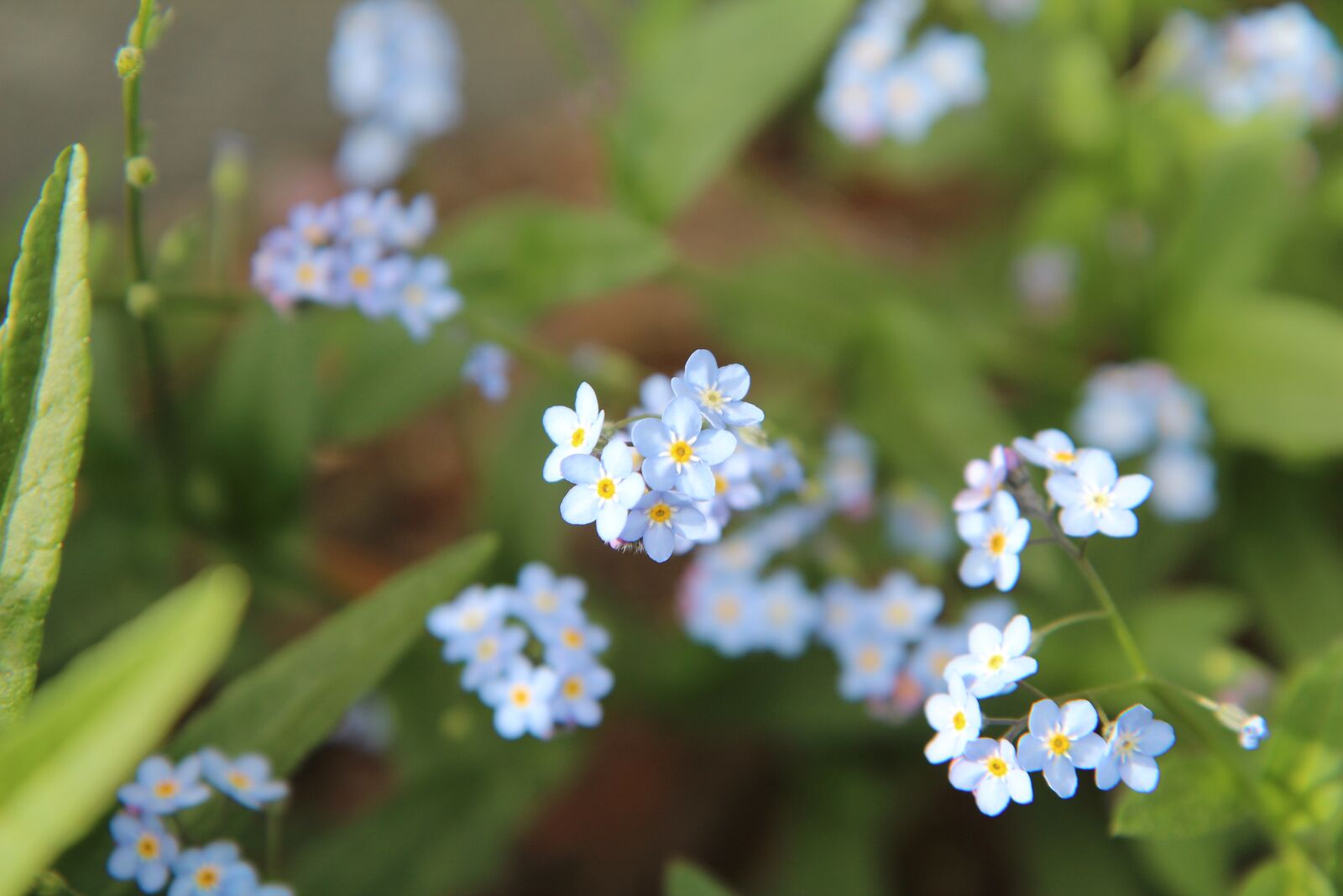 Canon EOS 600D (Rebel EOS T3i / EOS Kiss X5) sample photo. Myosotis, forget-me-not blue, myosotis photography