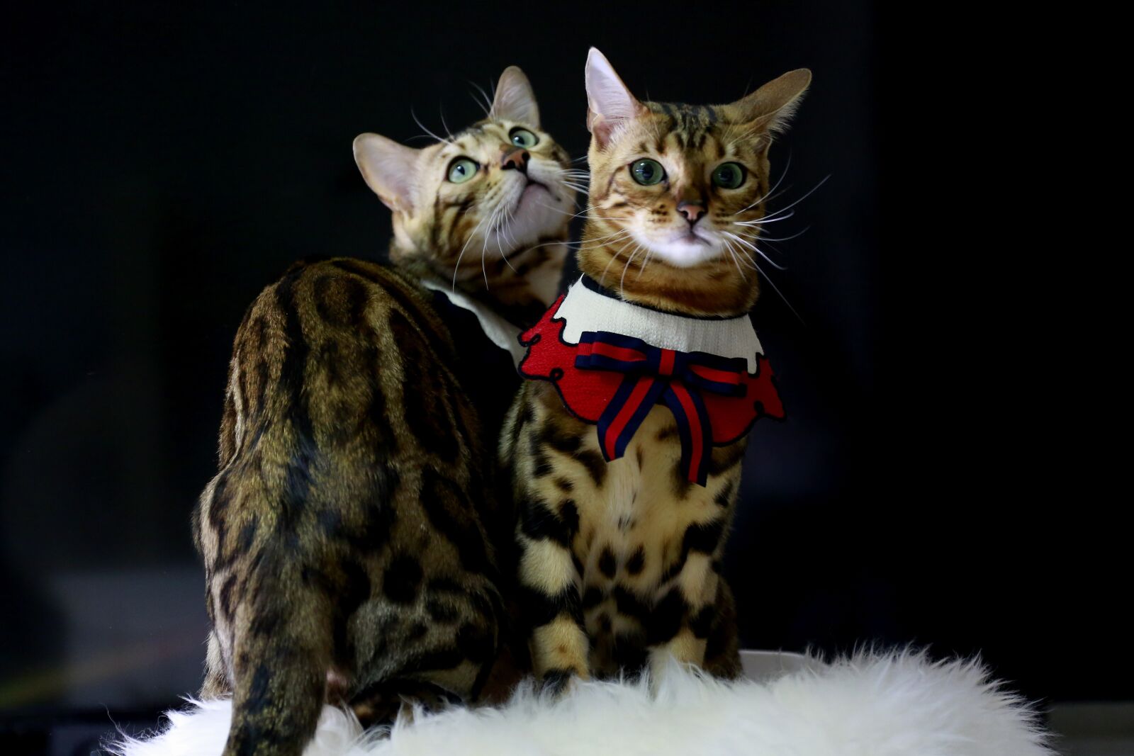 Canon EOS 5D Mark III sample photo. Cat, bengal cat, baby photography