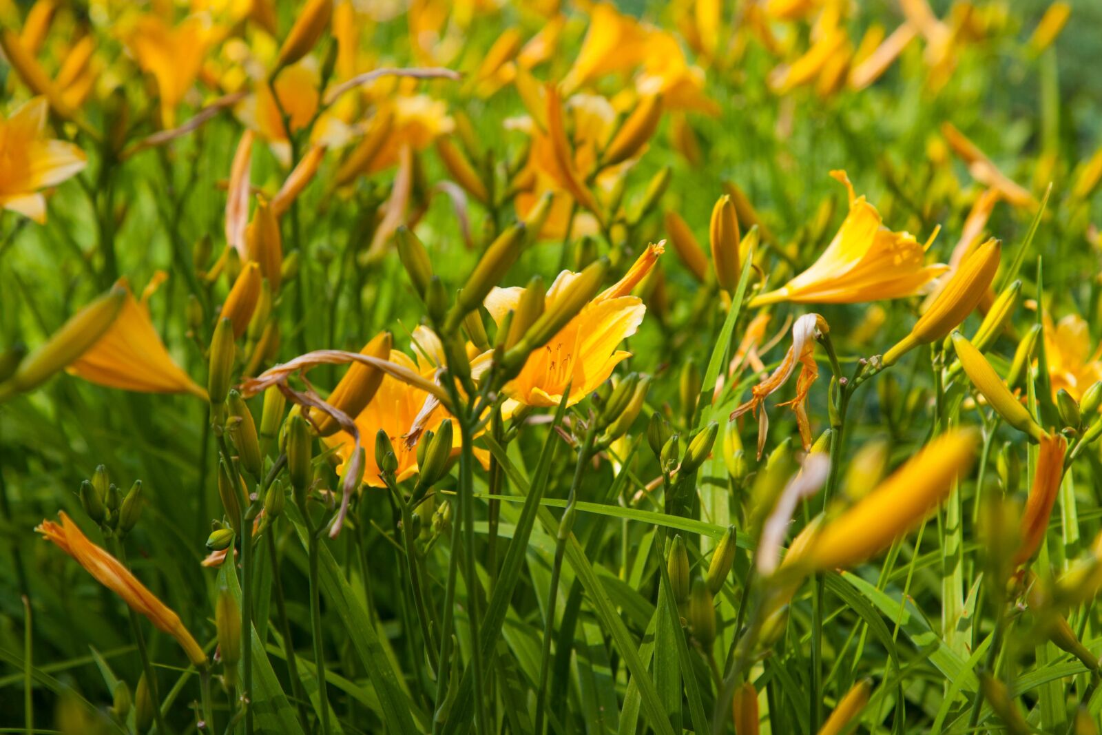 Canon EOS 40D + Canon EF 24-105mm F4L IS USM sample photo. Flowers, yellow, bloom photography