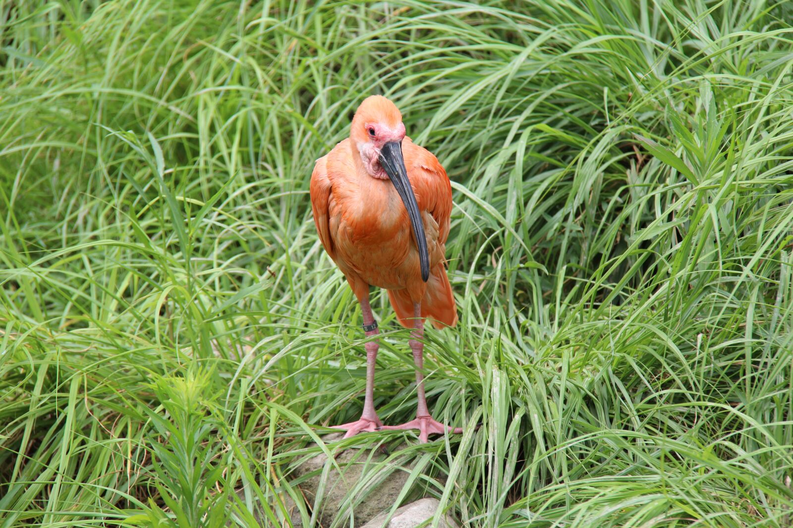 Canon EOS 600D (Rebel EOS T3i / EOS Kiss X5) + Canon EF-S 18-200mm F3.5-5.6 IS sample photo. Bird, zoo, summer photography