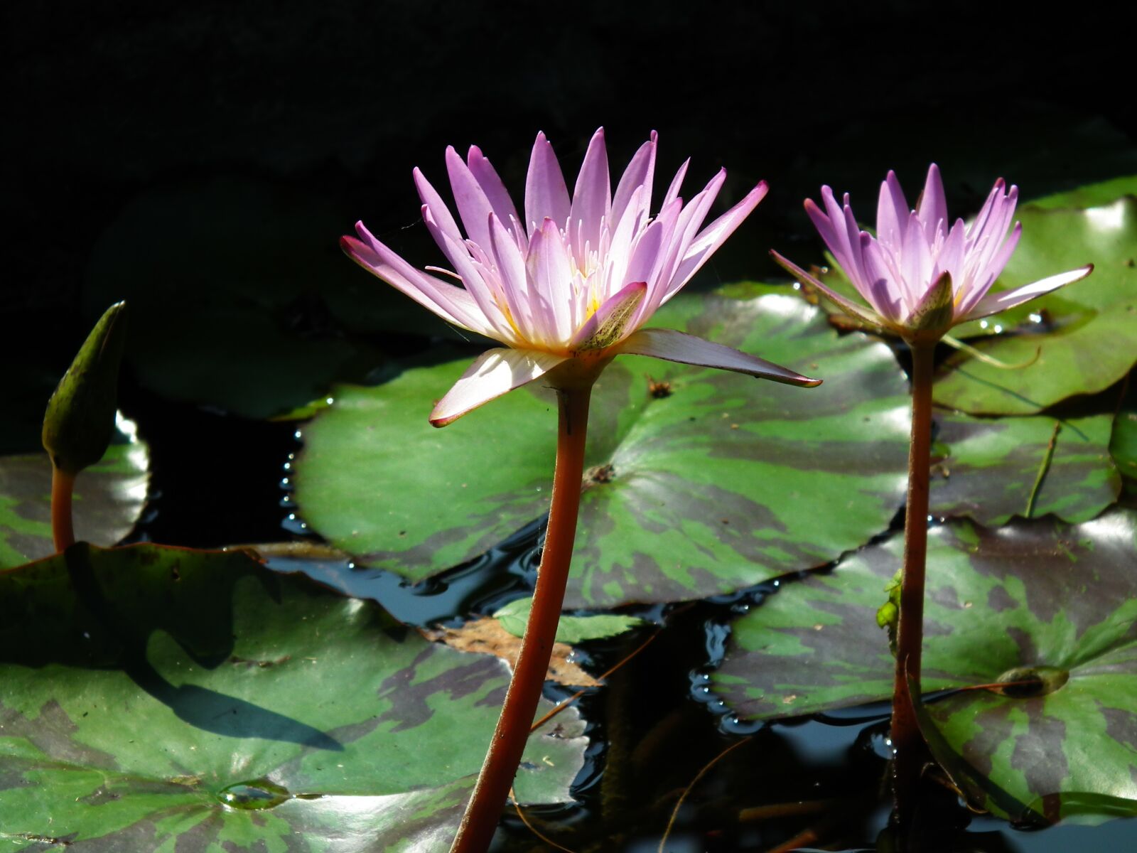 FujiFilm FinePix HS10 (FinePix HS11) sample photo. Water lily, zen, meditation photography