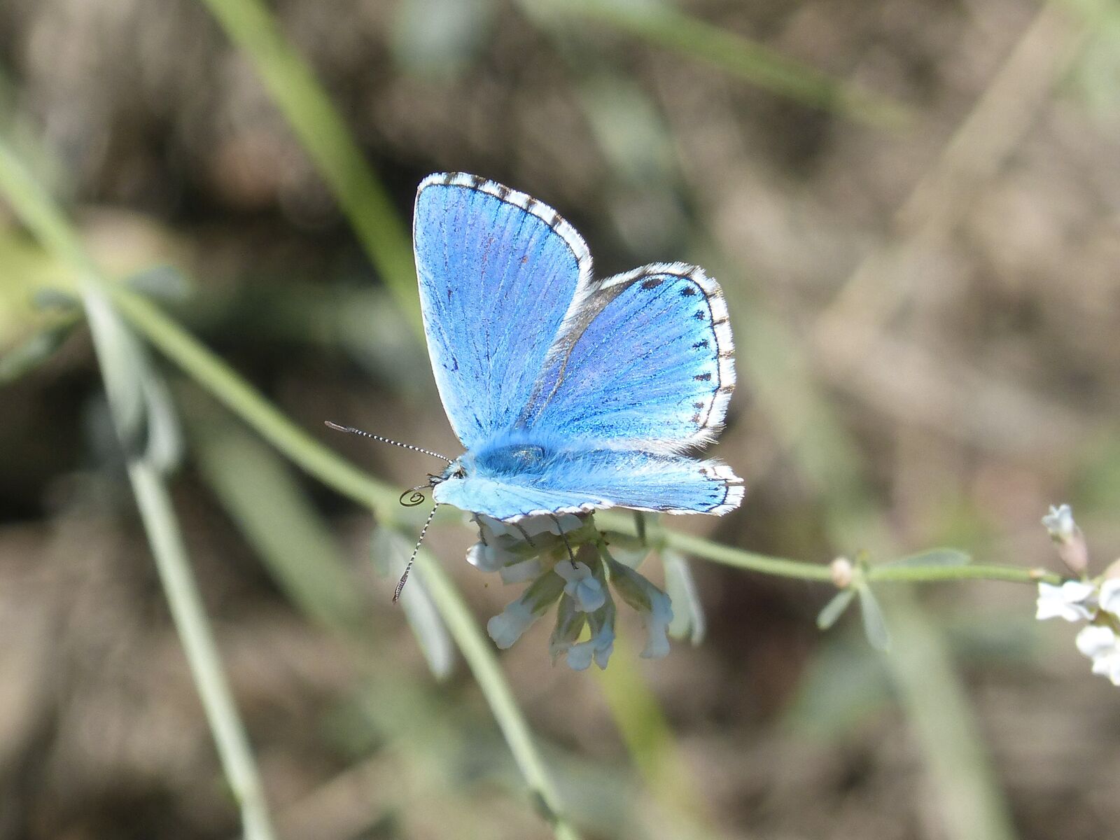 Panasonic DMC-FZ62 sample photo. Pseudophilotes panoptes, butterfly, blue photography