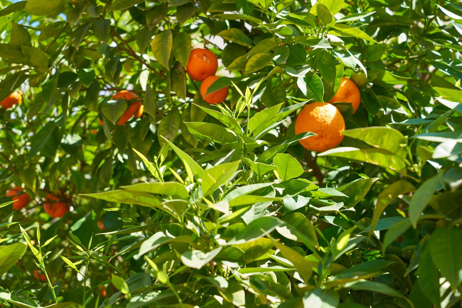 Sony a7R II sample photo. Orange, fruit, vitamins photography