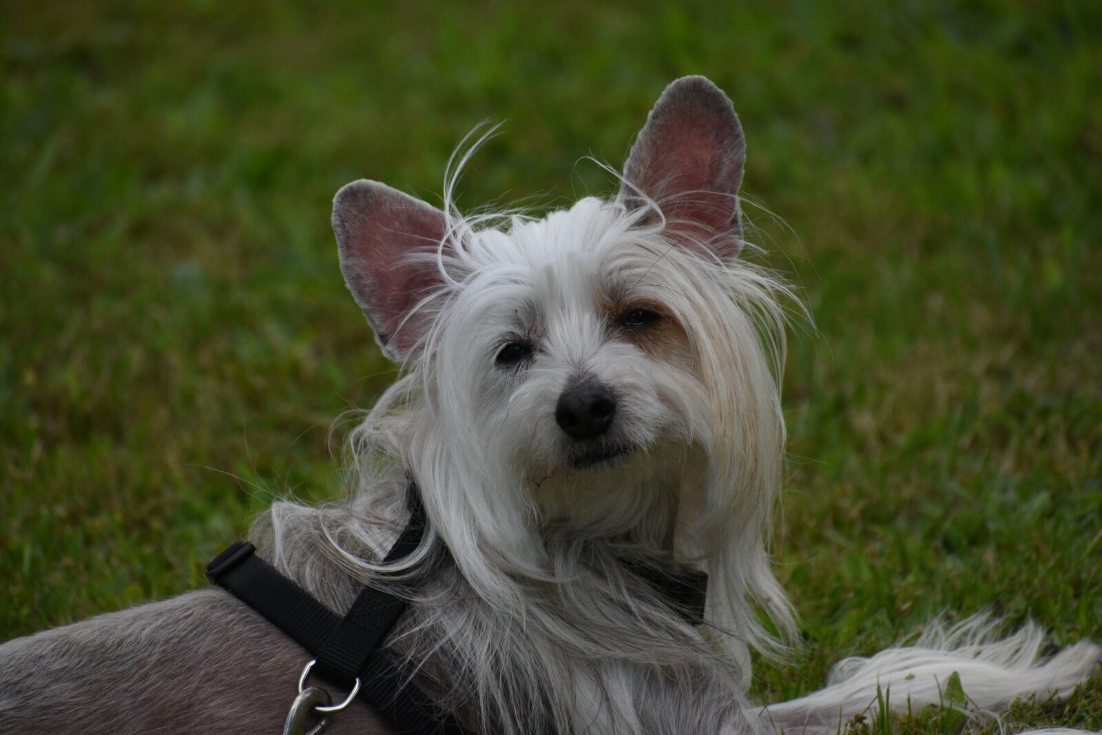 Nikon D3500 sample photo. Chinese, crested, dog photography