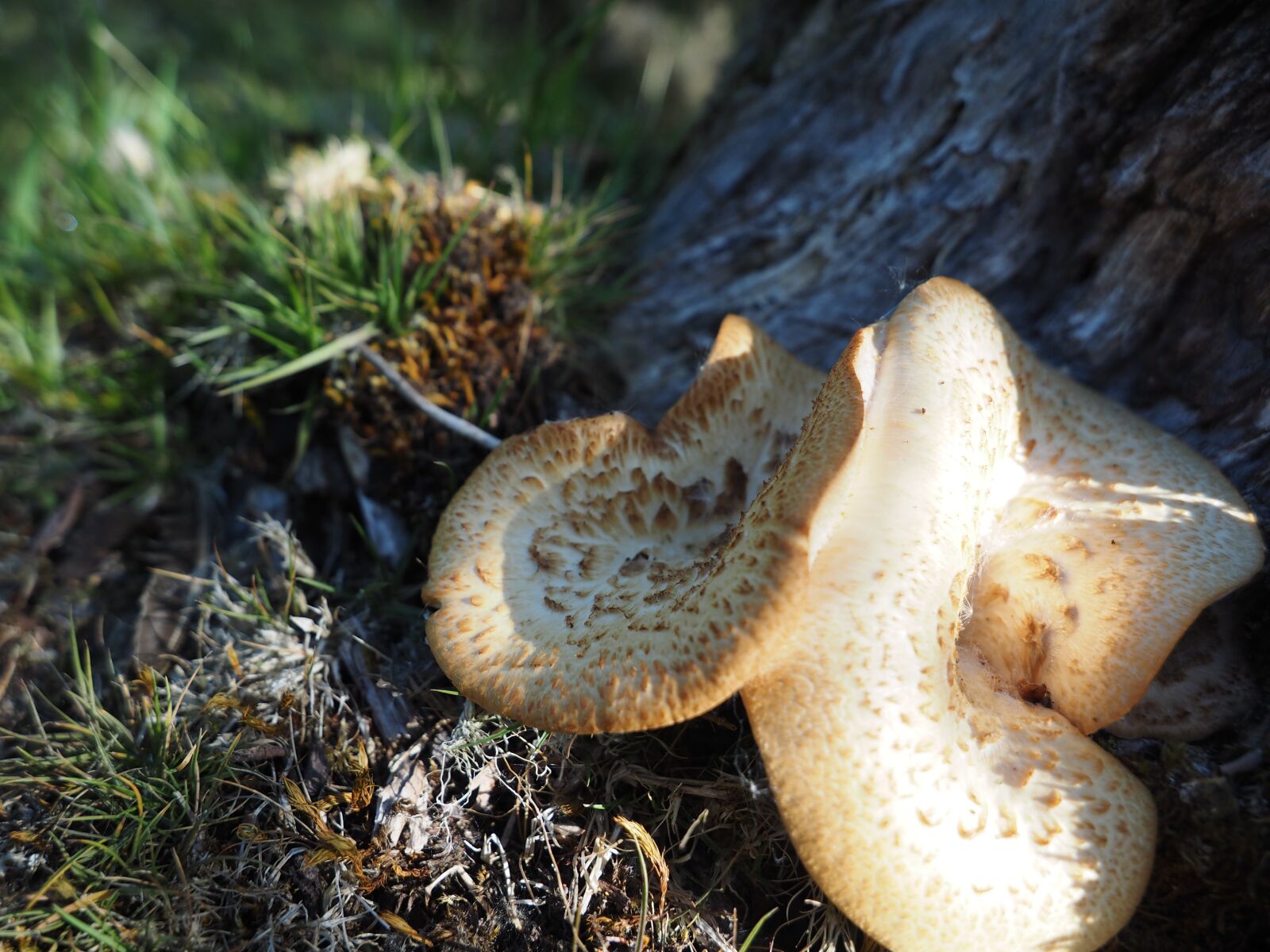 Olympus Zuiko Digital ED 12-60mm F2.8-4.0 SWD sample photo. Mushroom, fungi, fungus photography