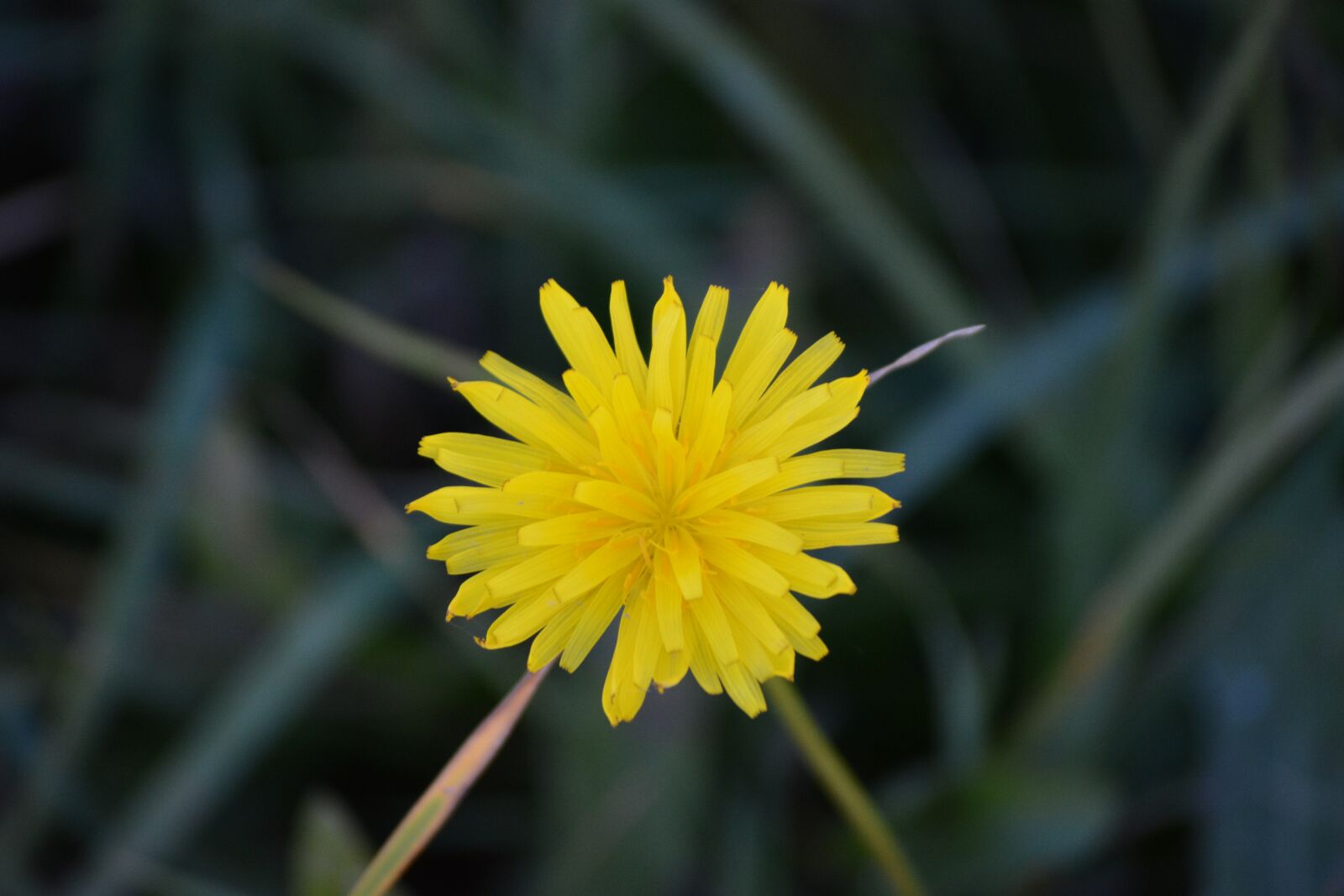 Nikon D5200 sample photo. Dandelion, flower, yellow photography