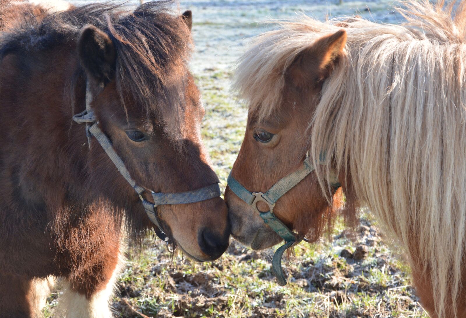 Nikon D5200 sample photo. Ponies, shetland ponies, equines photography