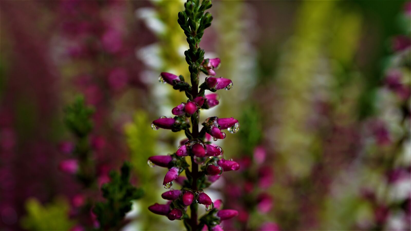 Sony E 30mm F3.5 Macro sample photo. Background, dark, depression photography