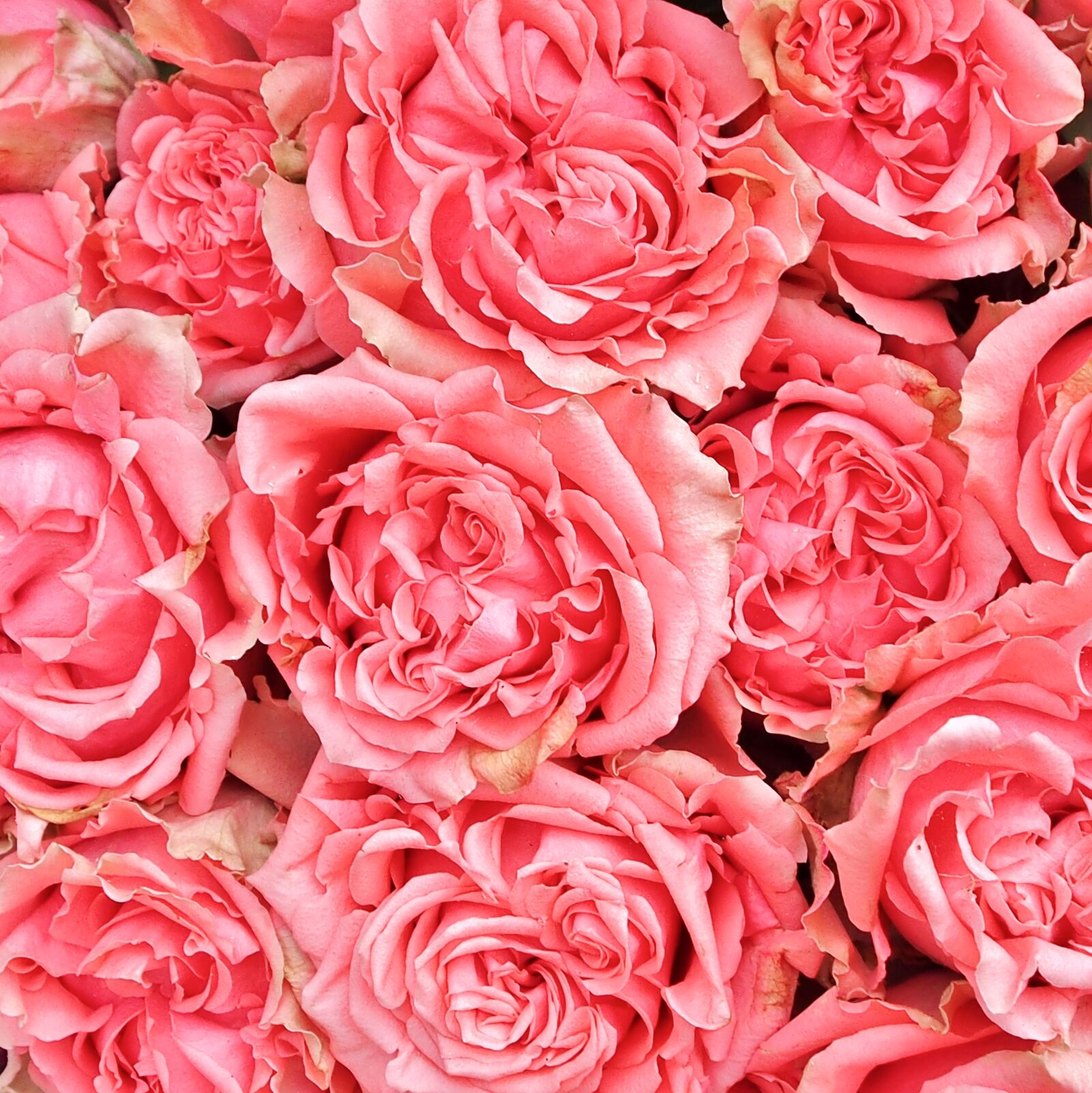 Olympus OM-D E-M5 sample photo. Bouquet of roses, roses photography