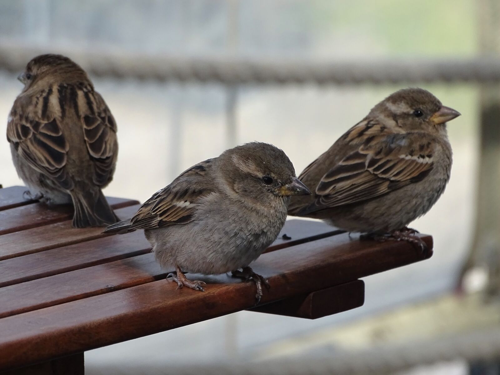 Sony Cyber-shot DSC-HX400V sample photo. Birds, sparrows, cheeky photography