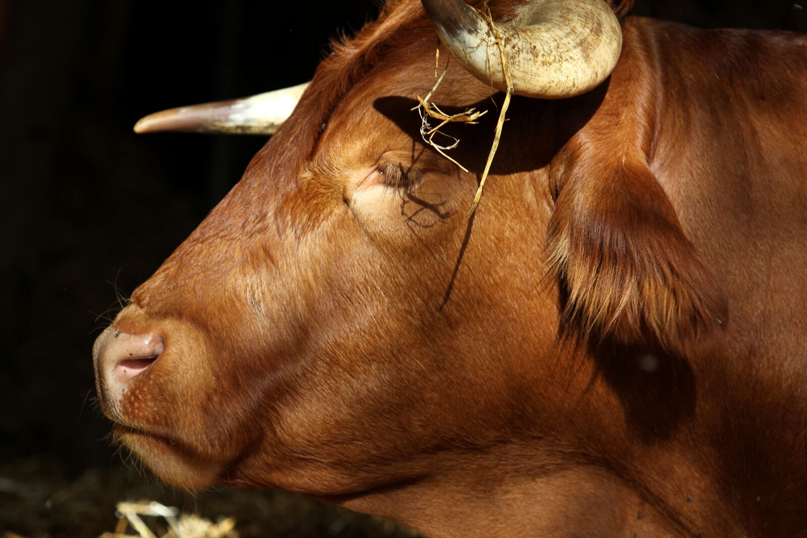 Canon EOS 7D sample photo. Beef, cow, limpurger beef photography