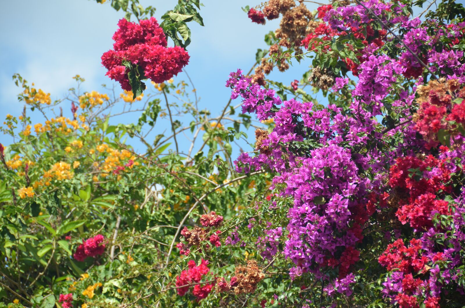 Nikon D7000 sample photo. Bougainvillea, flower, antigua photography