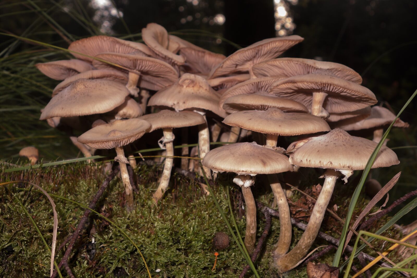 Sony Cyber-shot DSC-RX100 sample photo. Mushrooms, hat, autumn photography