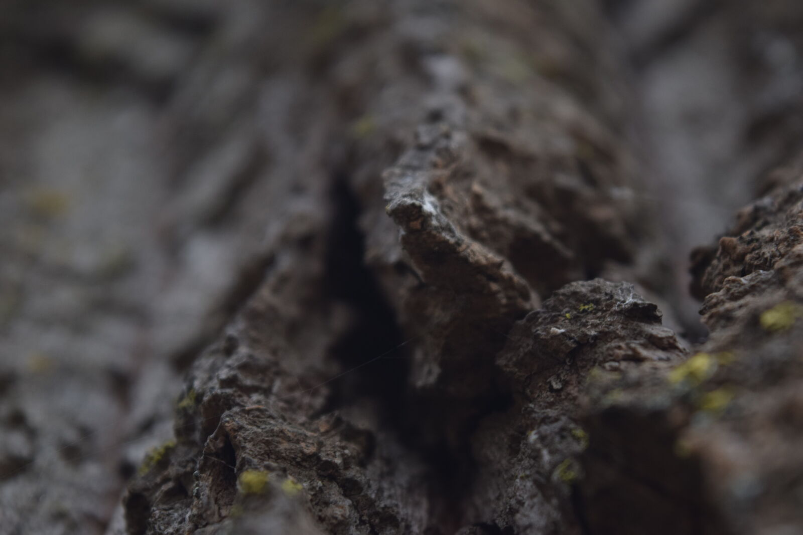 Nikon D5300 sample photo. Absi, arbre, bois, daniel photography