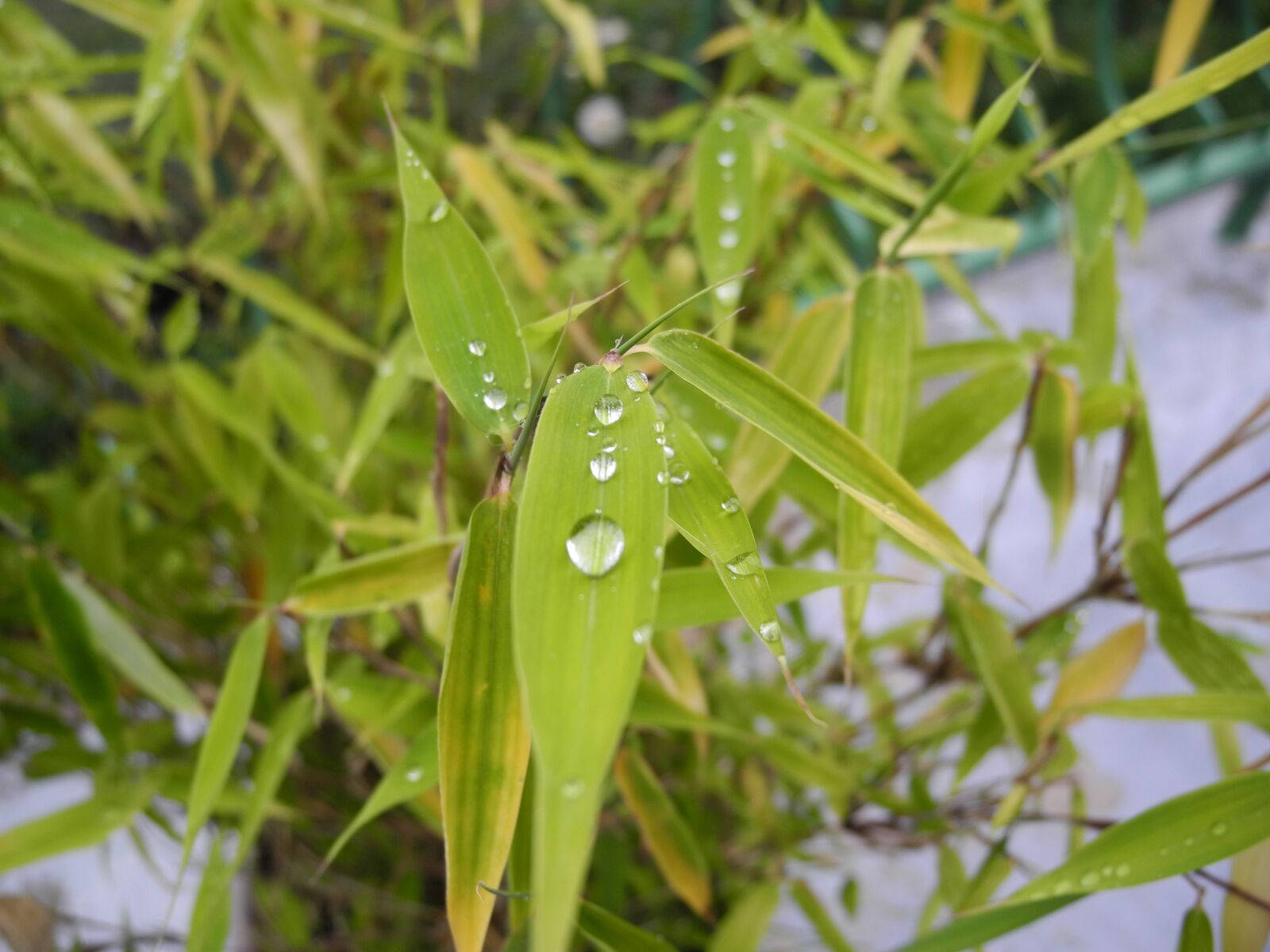 Nikon Coolpix P7000 sample photo. Plant, green leaves, drops photography