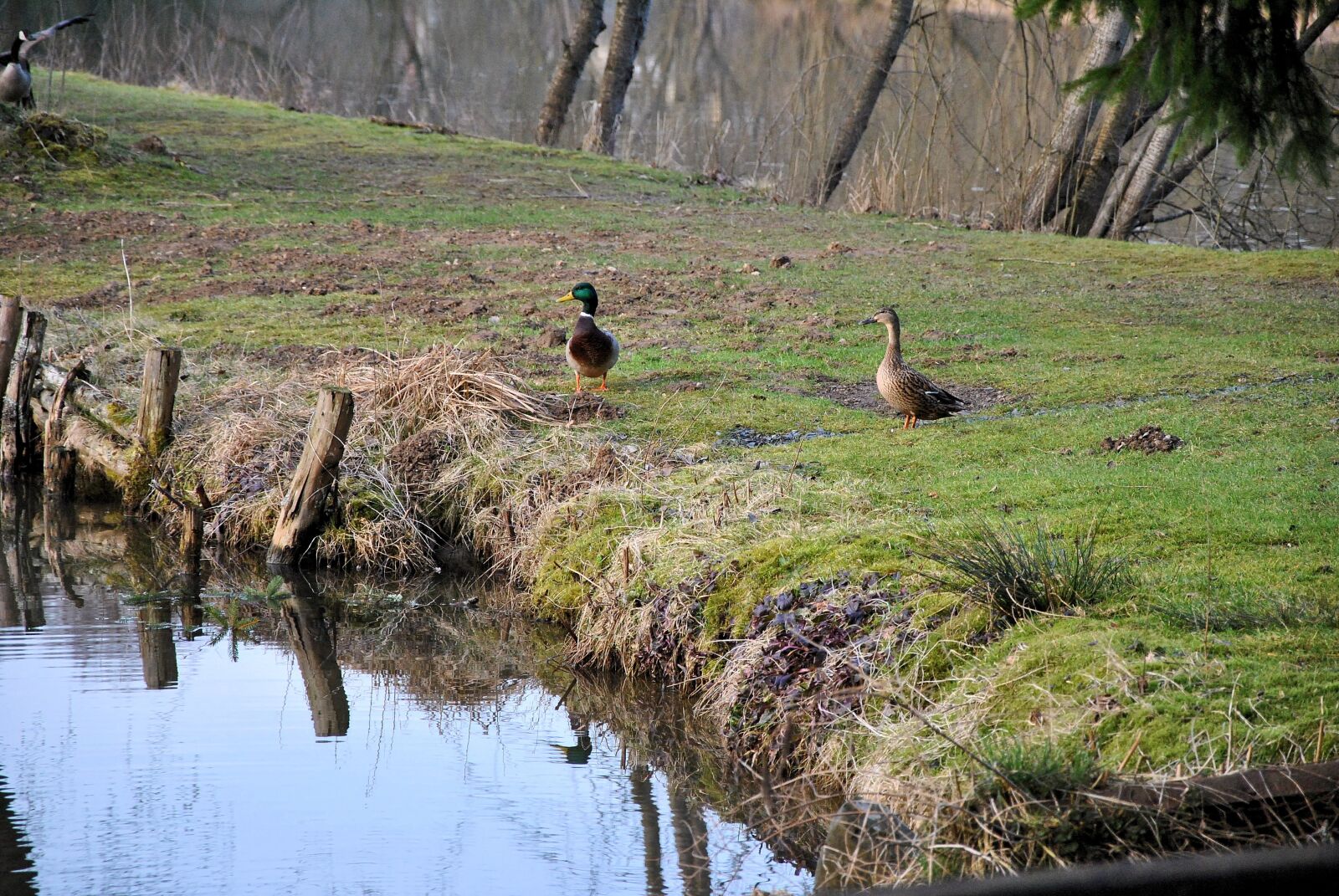 Nikon D3000 sample photo. Duck, animal, nature photography