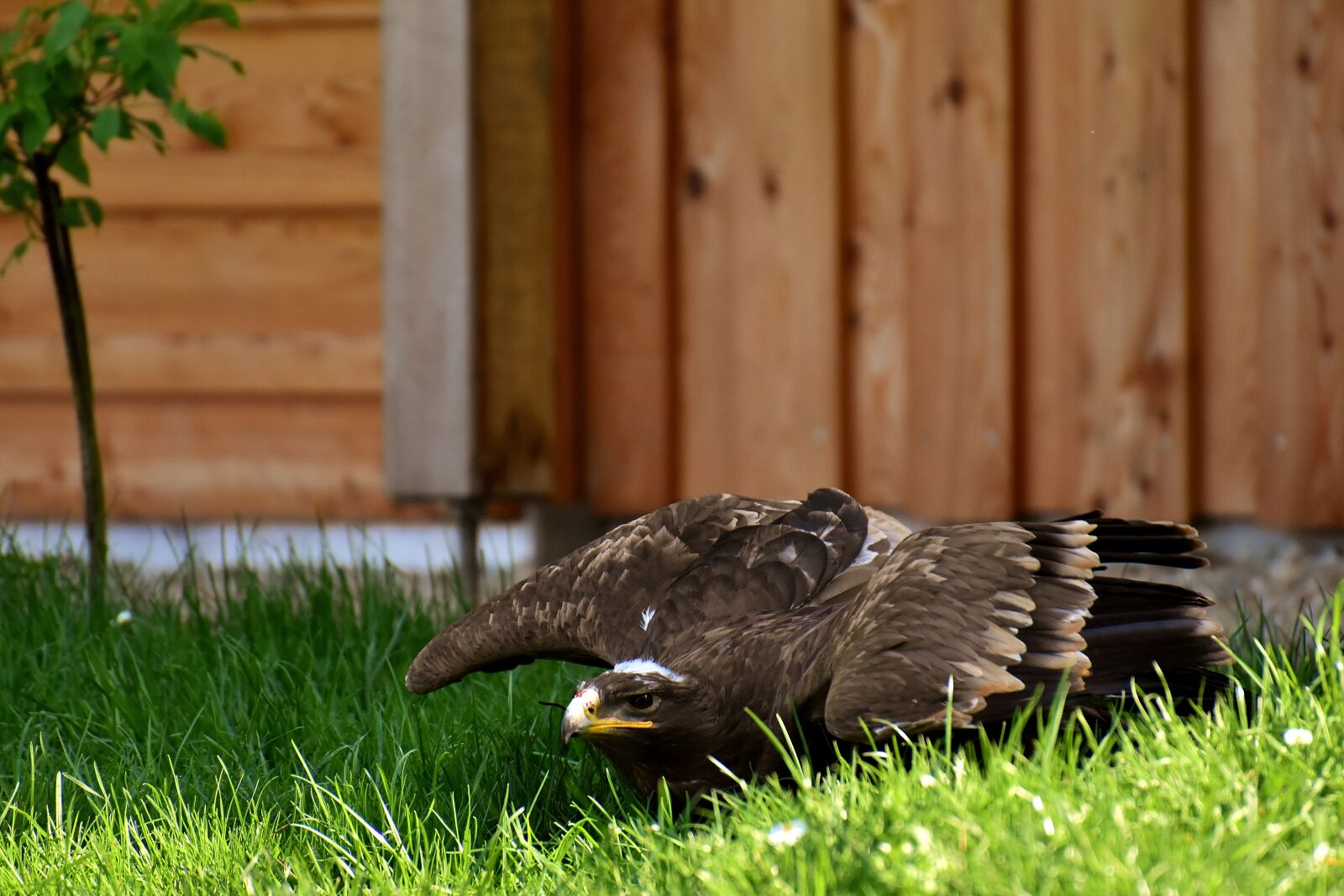 Nikon D7200 sample photo. Adler, raptor, bird of photography