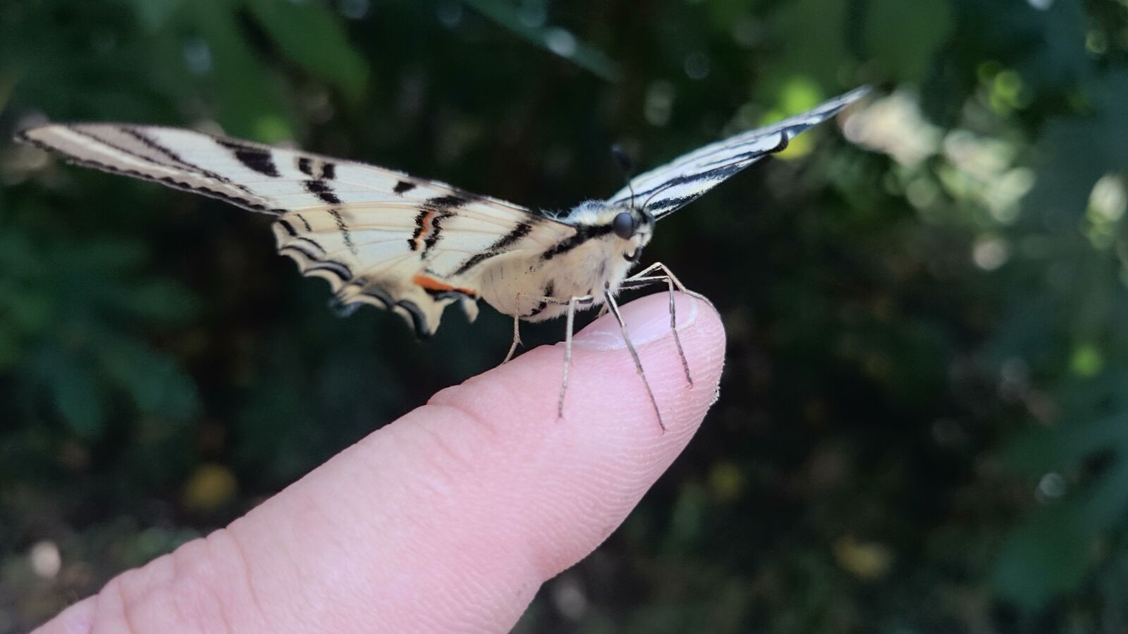 Sony Xperia Z1 Compact sample photo. Butterfly, nature, animal photography
