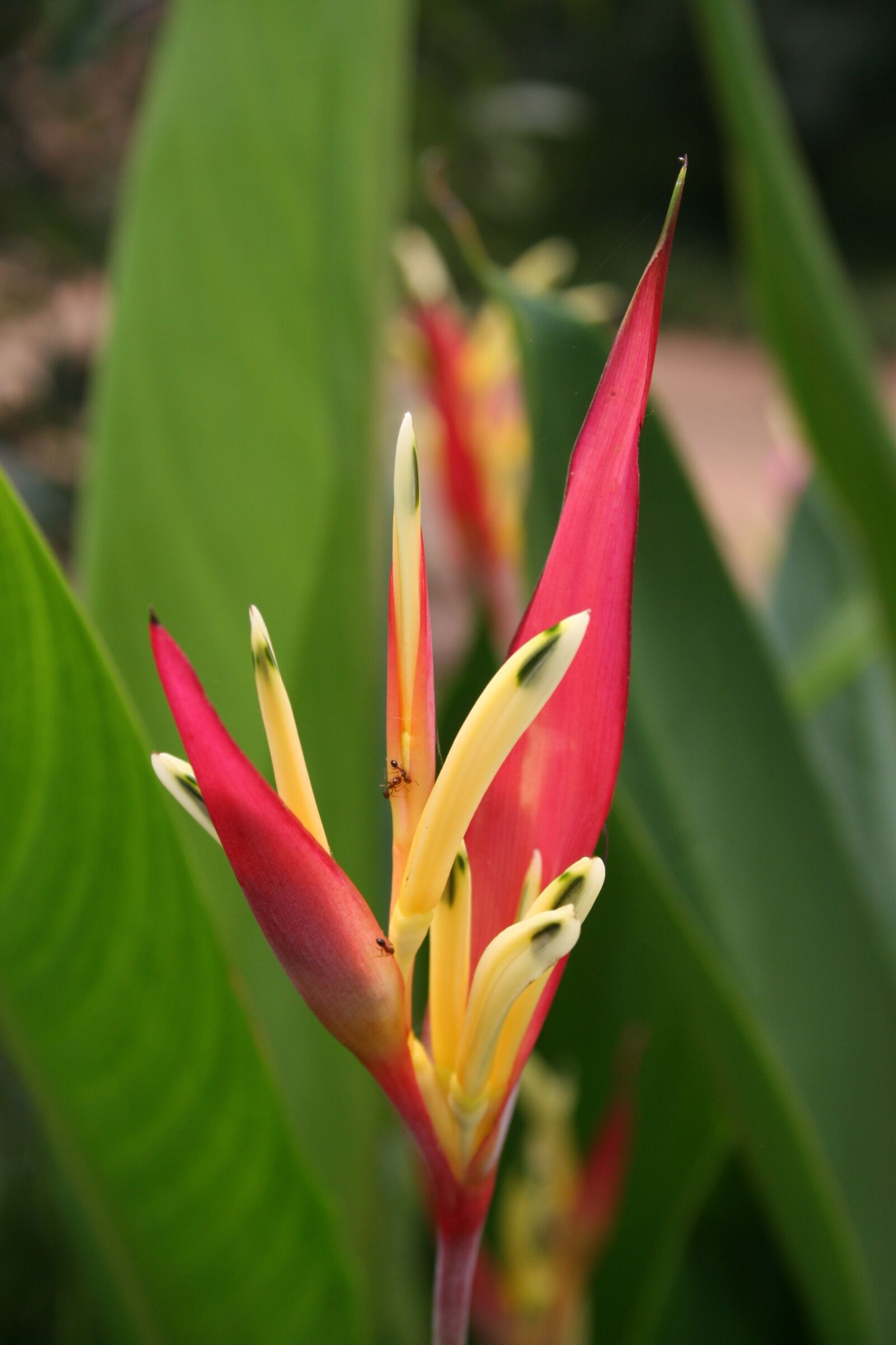 Canon EOS 20D sample photo. Flowers, displays, garden photography