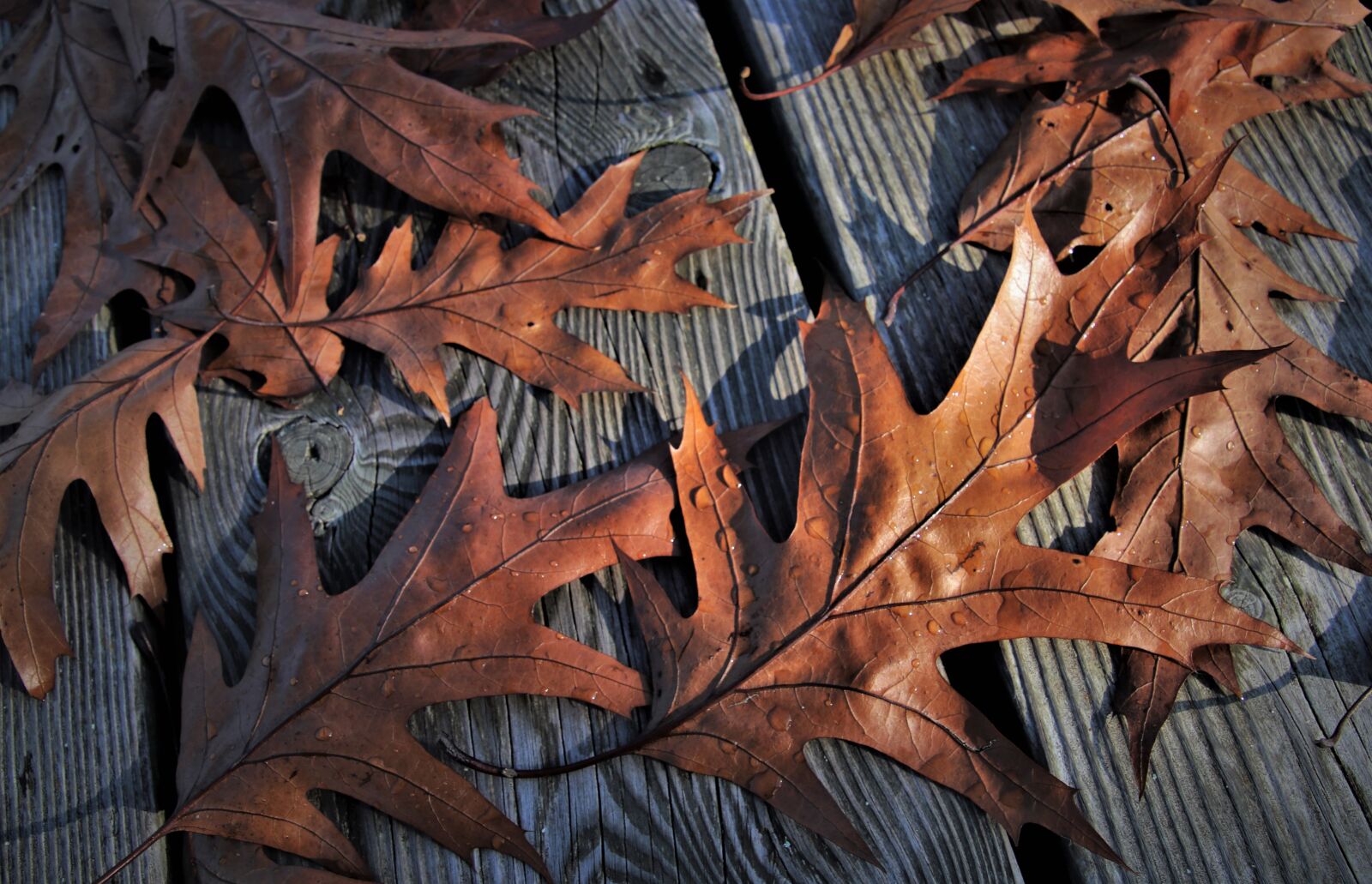 Canon EOS 80D sample photo. Autumn mood, lived, autumn photography