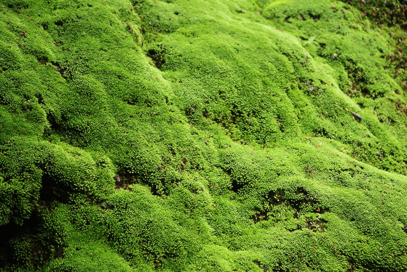 Canon EOS 500D (EOS Rebel T1i / EOS Kiss X3) sample photo. Green, moss, beautiful photography