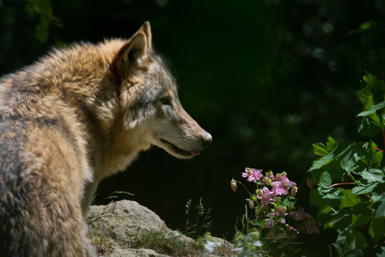 Nikon D7100 sample photo. Wolf, zoo, wild animal photography