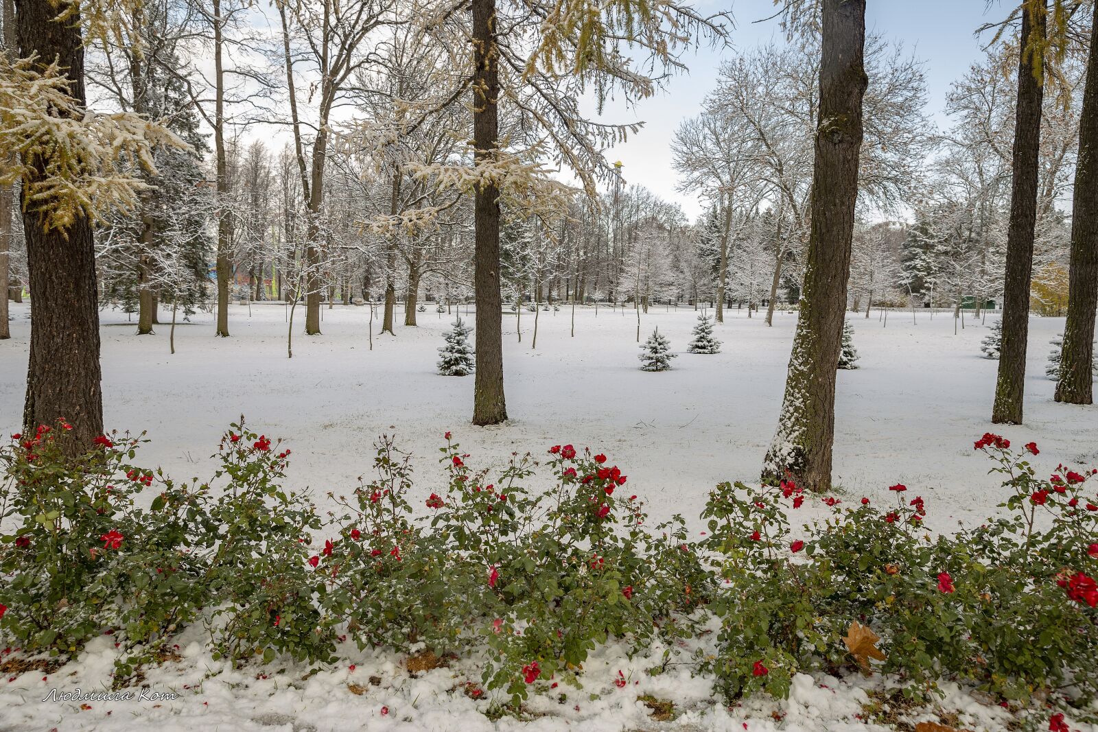 Canon EF 24-70mm F2.8L II USM sample photo. The first snow, snow photography