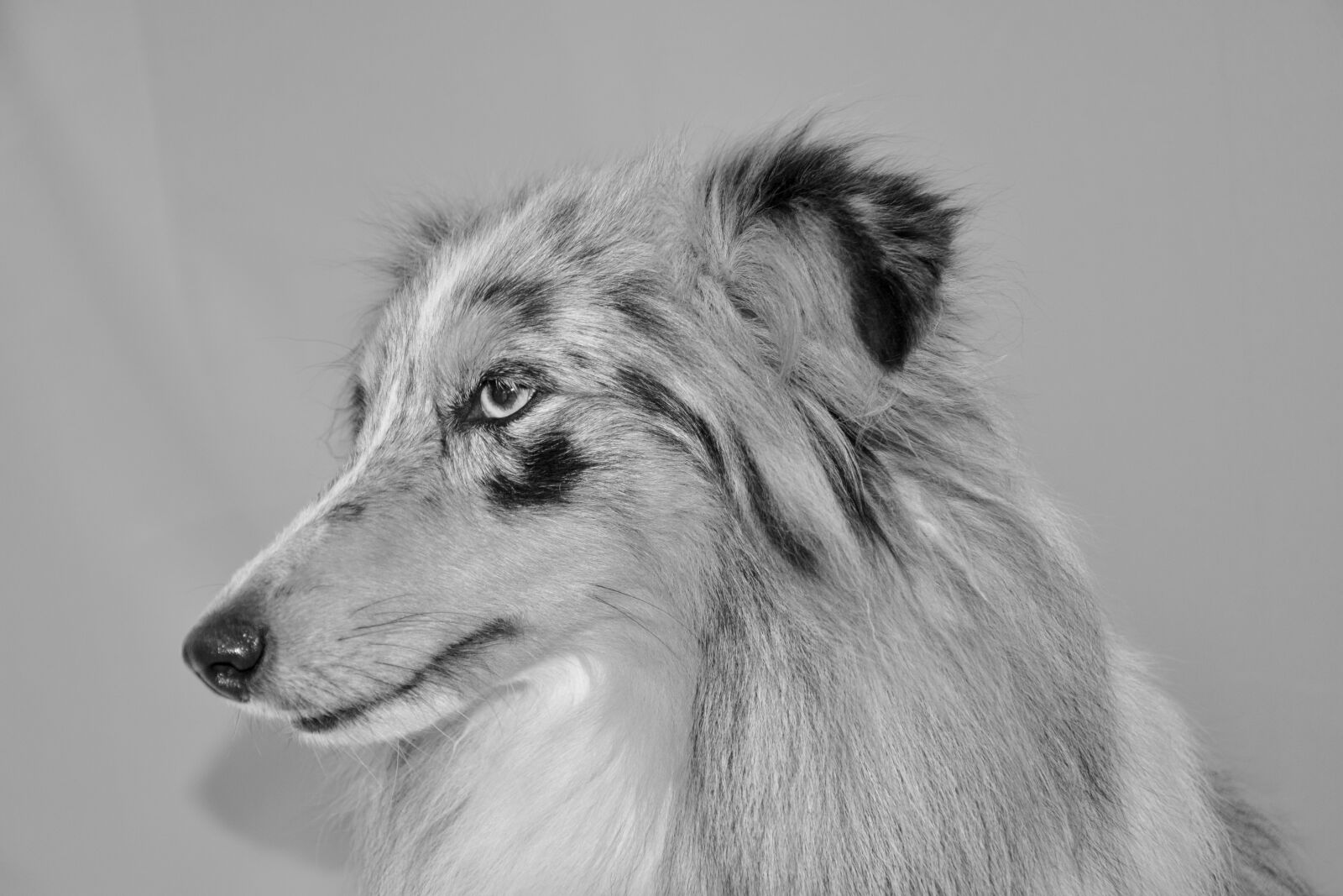 Nikon D5200 sample photo. Dog, dog photo black photography