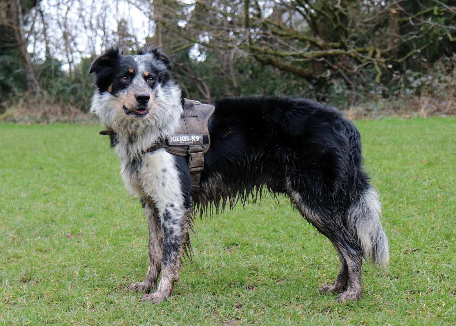Canon EOS 200D (EOS Rebel SL2 / EOS Kiss X9) sample photo. Collie, dog, harness photography