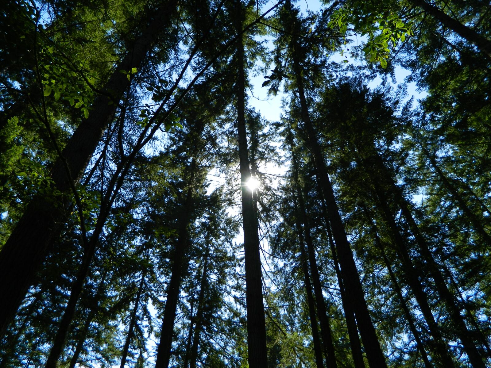 Nikon Coolpix L120 sample photo. Forest, light, sunlight photography