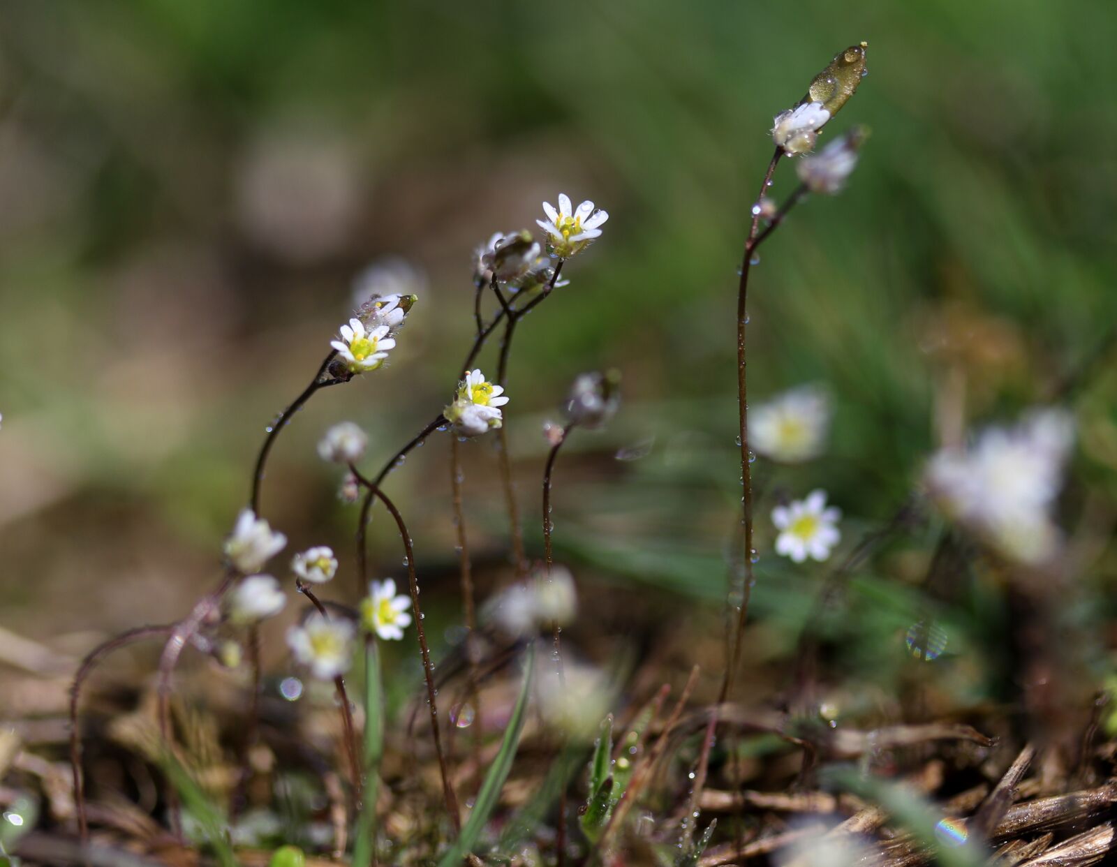 Canon EF-S 60mm F2.8 Macro USM sample photo. Flowers, whites, small photography
