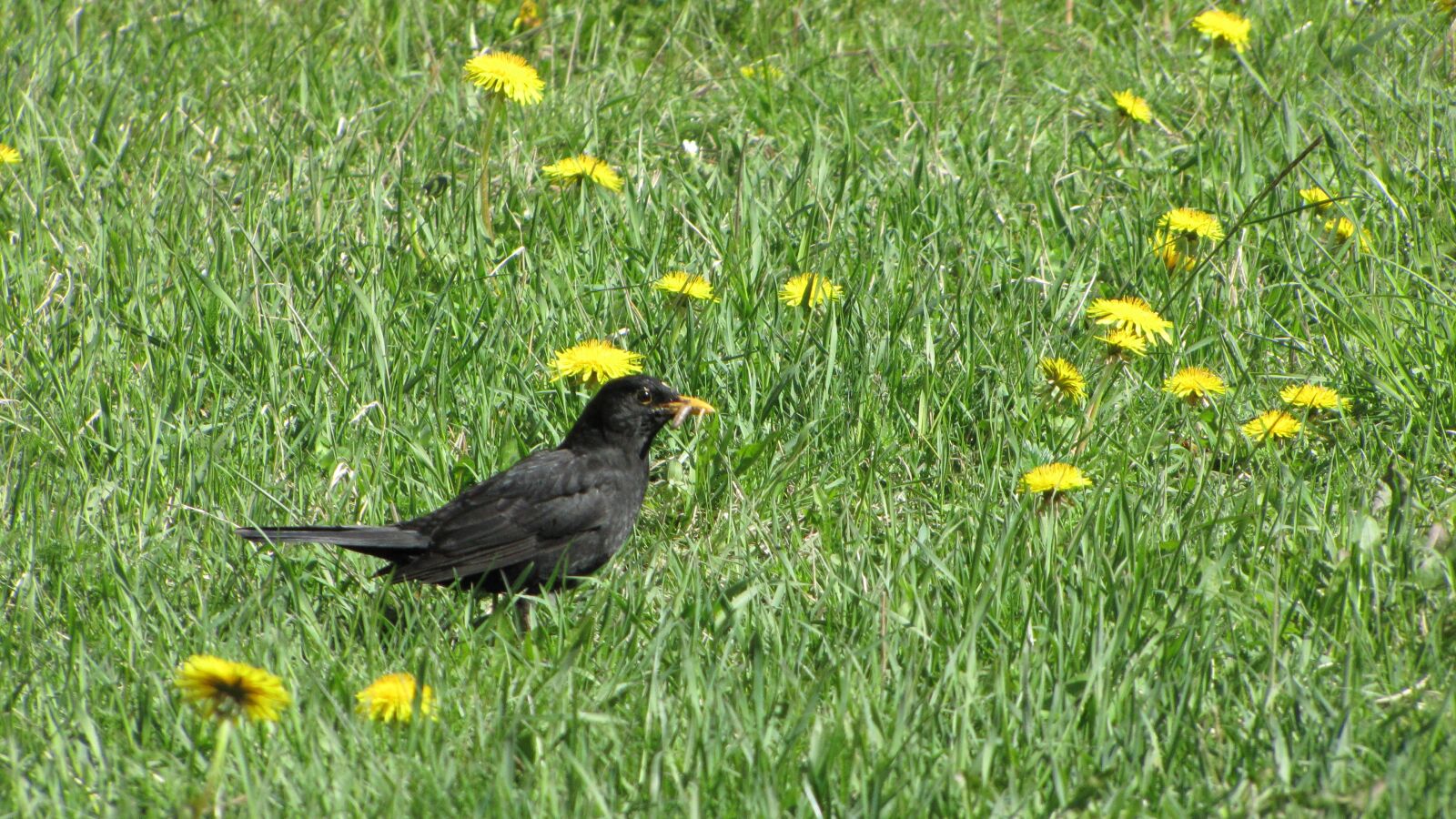 Canon PowerShot SX1 IS sample photo. Blackbird, black bird, bird photography