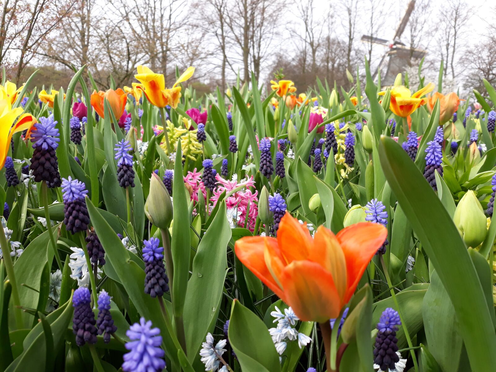Samsung Galaxy J7 sample photo. Flower, tulip, nature photography