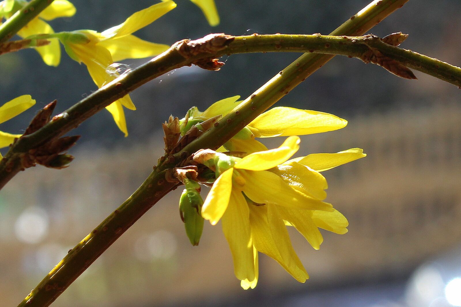 Canon EOS 1200D (EOS Rebel T5 / EOS Kiss X70 / EOS Hi) sample photo. Forsycje, spring, march photography