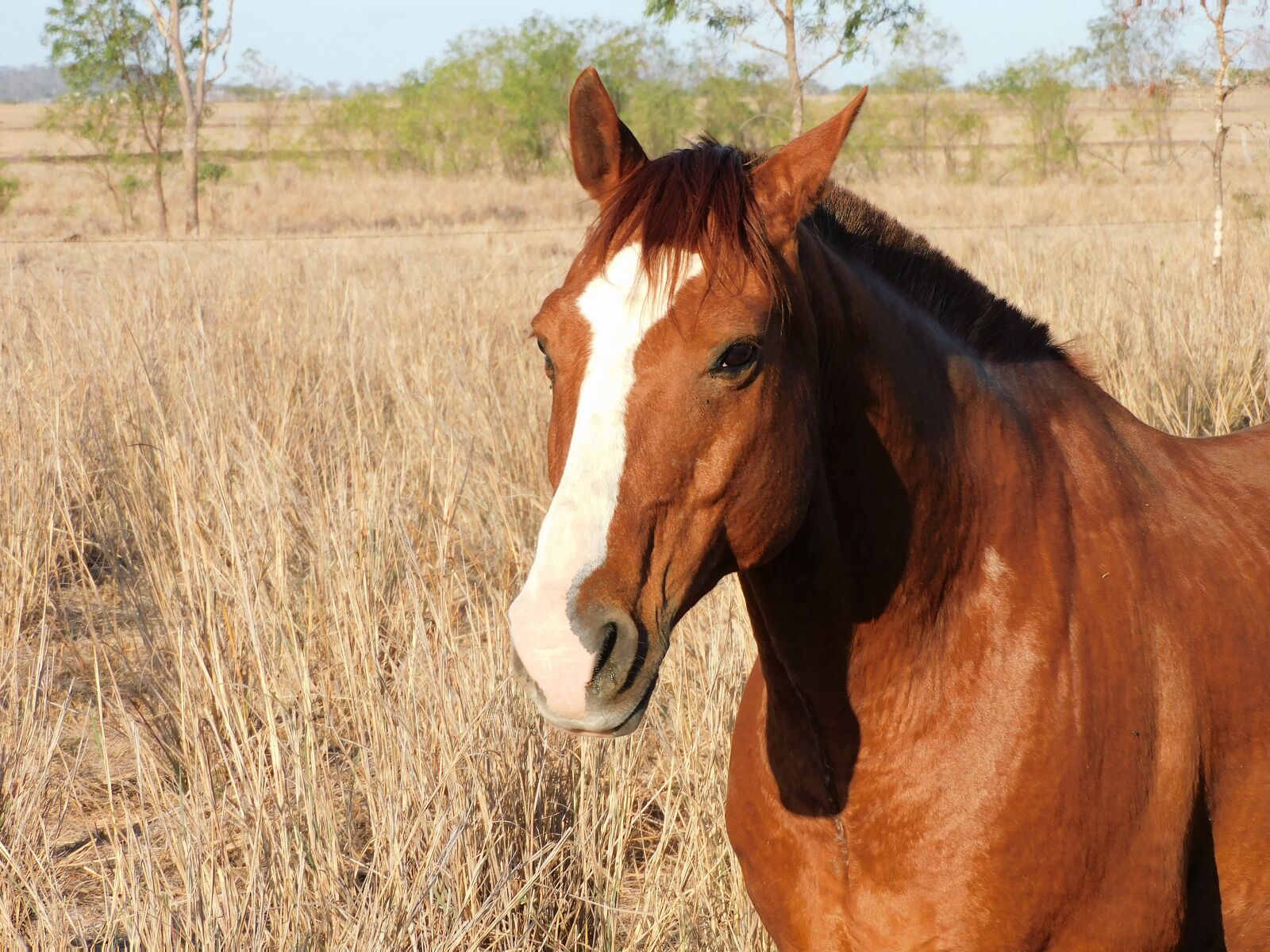 Nikon Coolpix B600 sample photo. Horse, gelding, equine photography