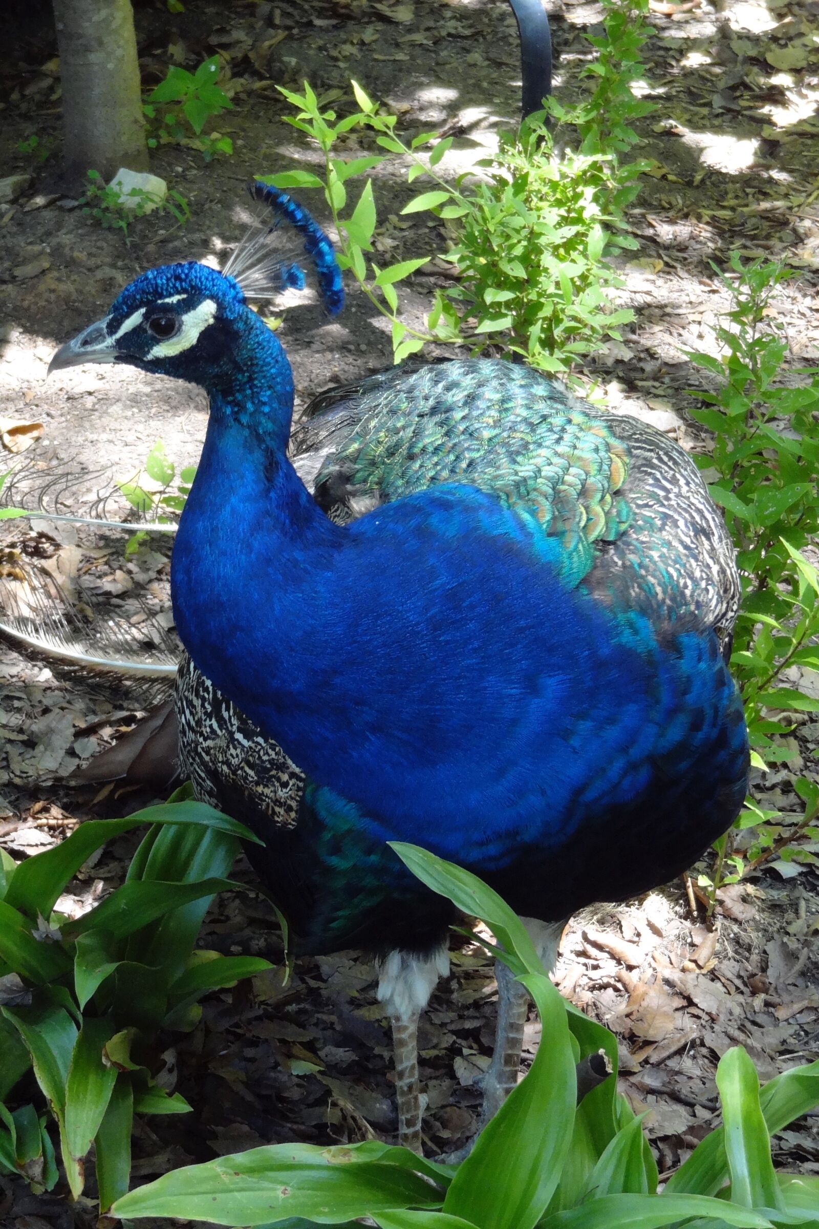 Sony Cyber-shot DSC-HX10V sample photo. Peacock, bird, crest photography