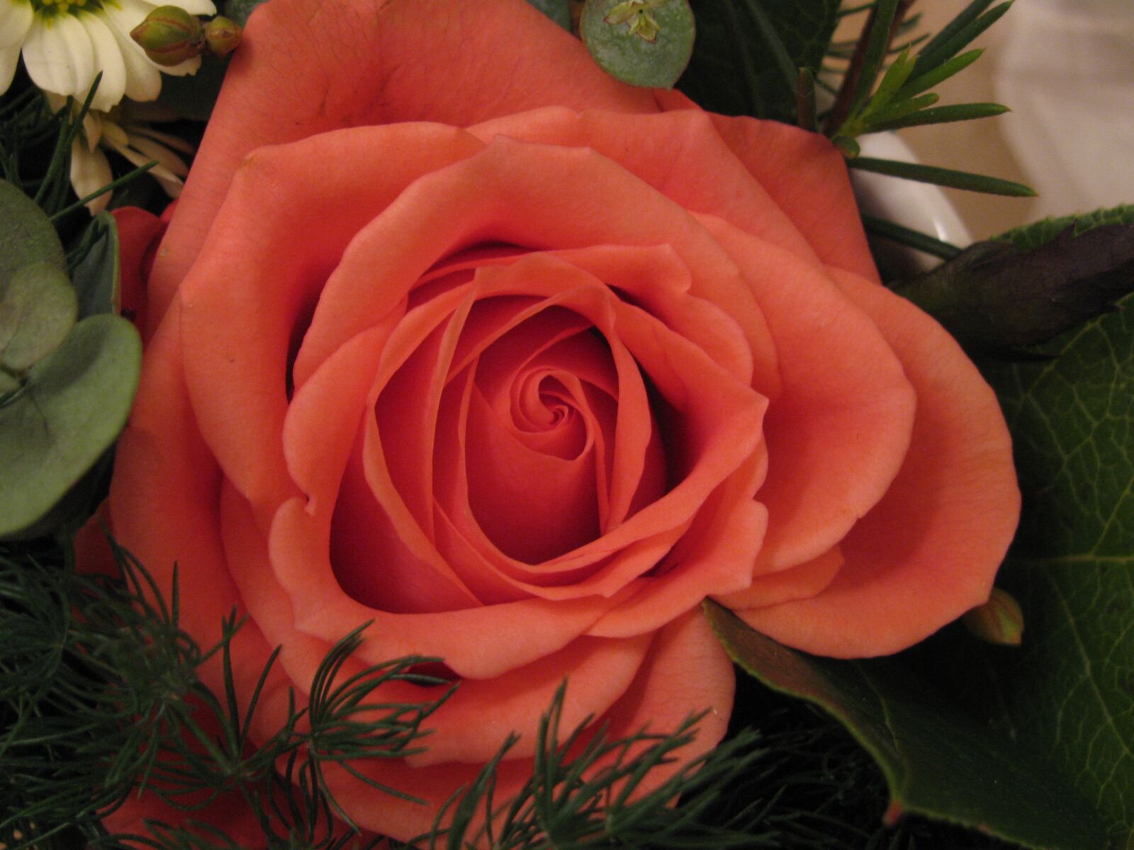 Canon PowerShot SX110 IS sample photo. Rose, peach-colored, flower photography