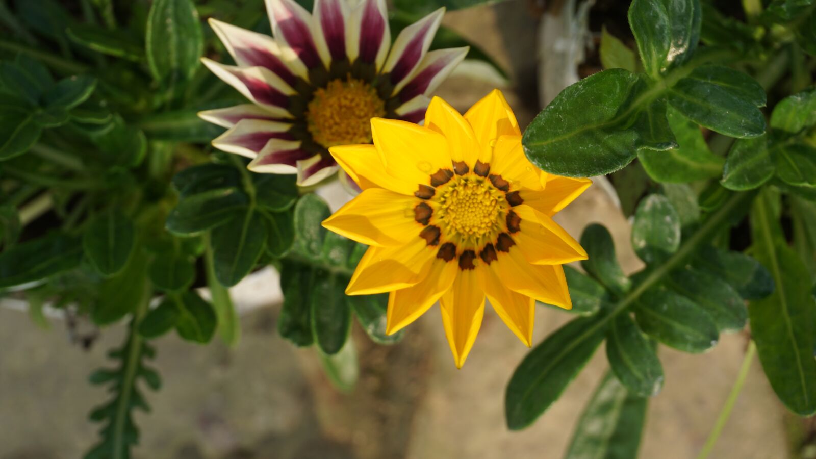 Sony a6000 sample photo. Flower, beauty, nature photography