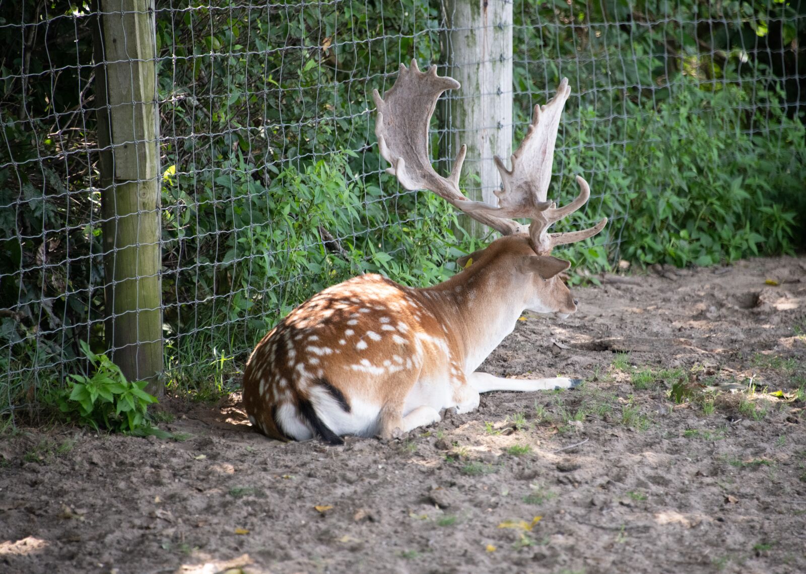 Nikon D850 sample photo. Fallow deer, deer, antler photography