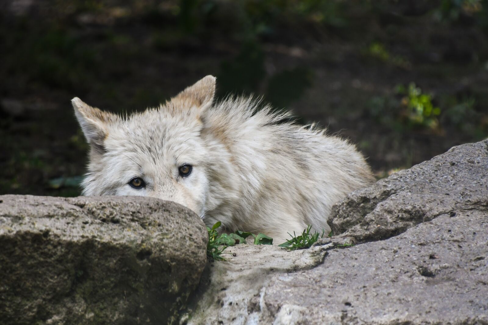 Nikon D500 sample photo. Wolf, predator, rock photography