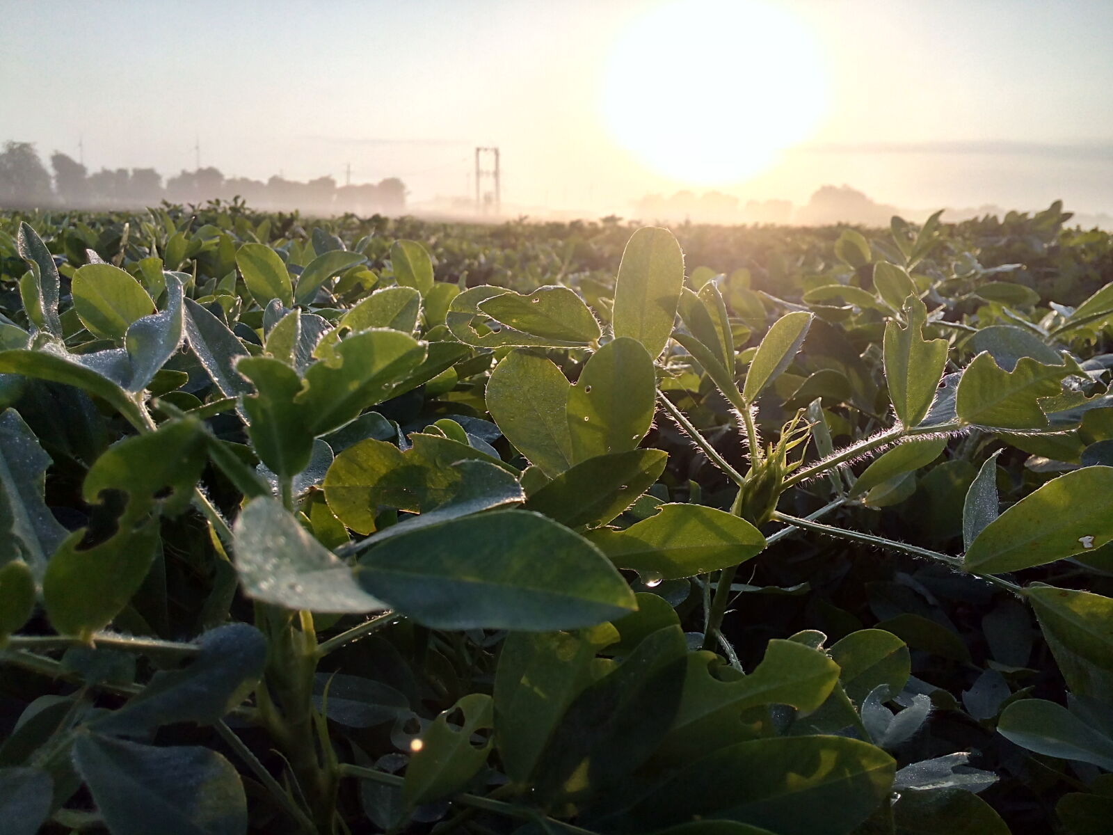 Micromax Canvas Spark sample photo. Nature, sunrise photography