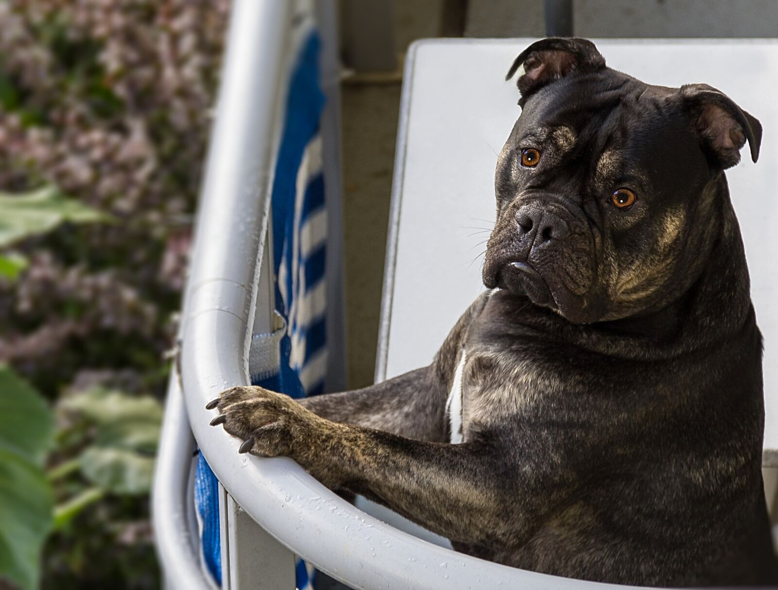 Canon EF-S 18-135mm F3.5-5.6 IS sample photo. Dog, standing, bulldog photography
