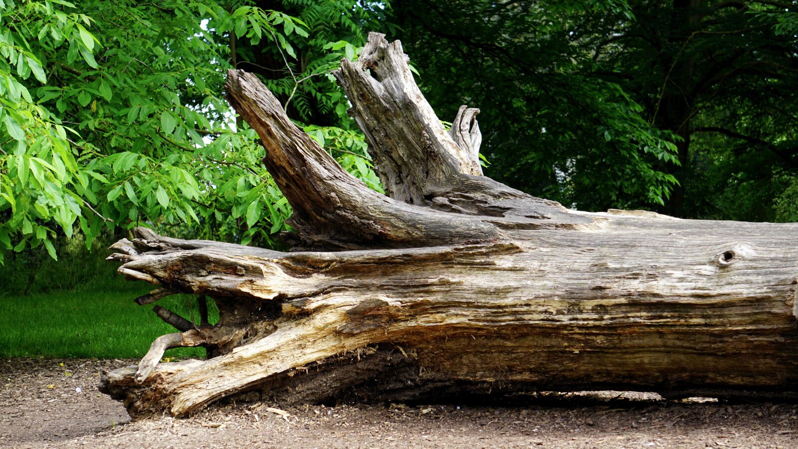 Sony E 55-210mm F4.5-6.3 OSS sample photo. Tree, wood, forest photography