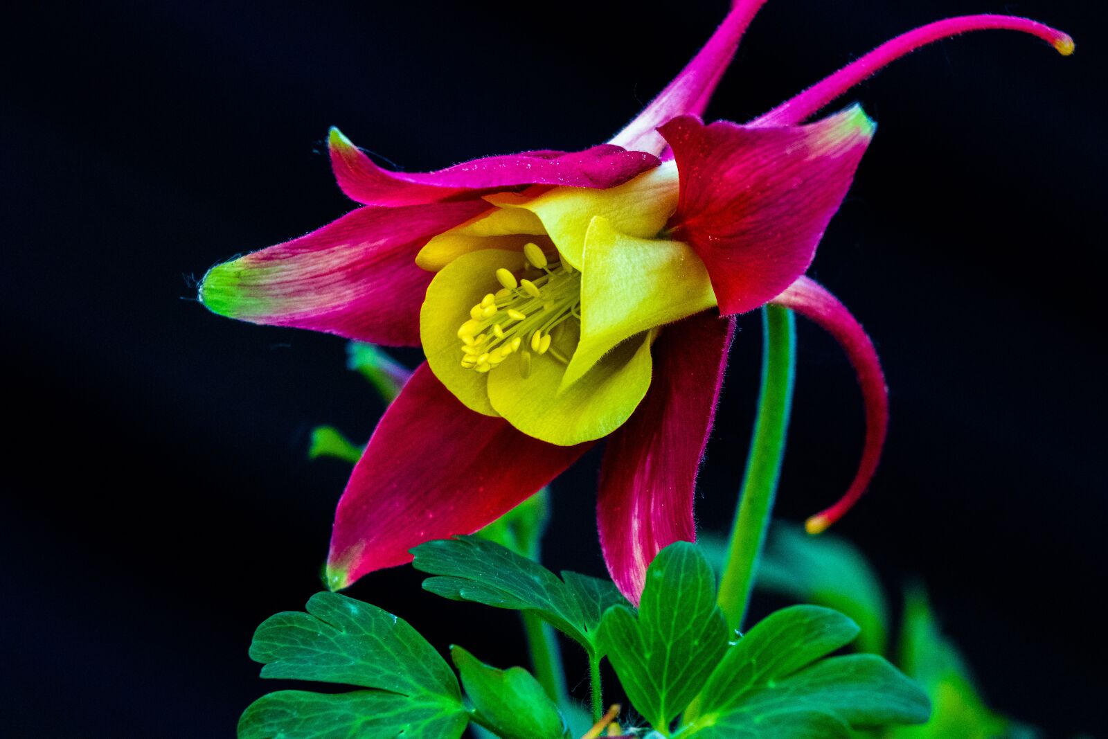 Canon EF 70-300 F4-5.6 IS II USM sample photo. Columbine, blossom, bloom photography