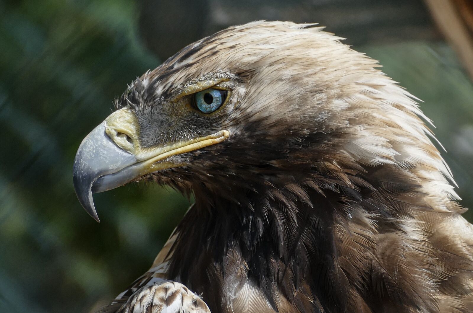 Panasonic Lumix DMC-FZ1000 sample photo. Eagle, bird, exotic photography