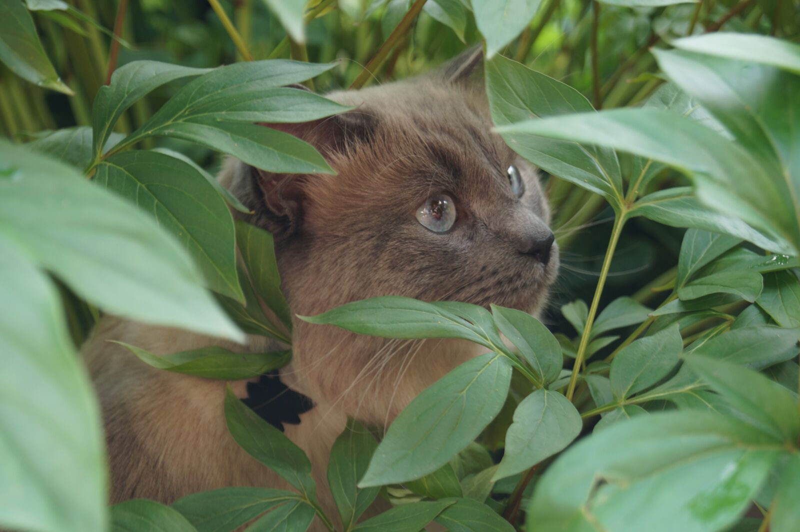 Sony SLT-A58 sample photo. Green, cat, animal photography