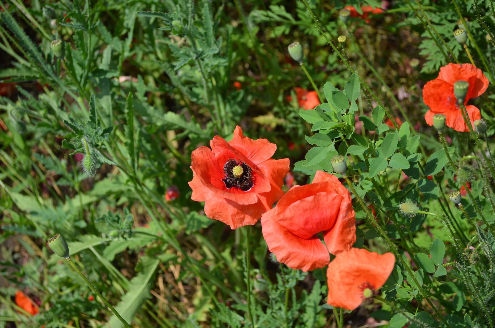 Nikon D5100 sample photo. Field, flower, red photography