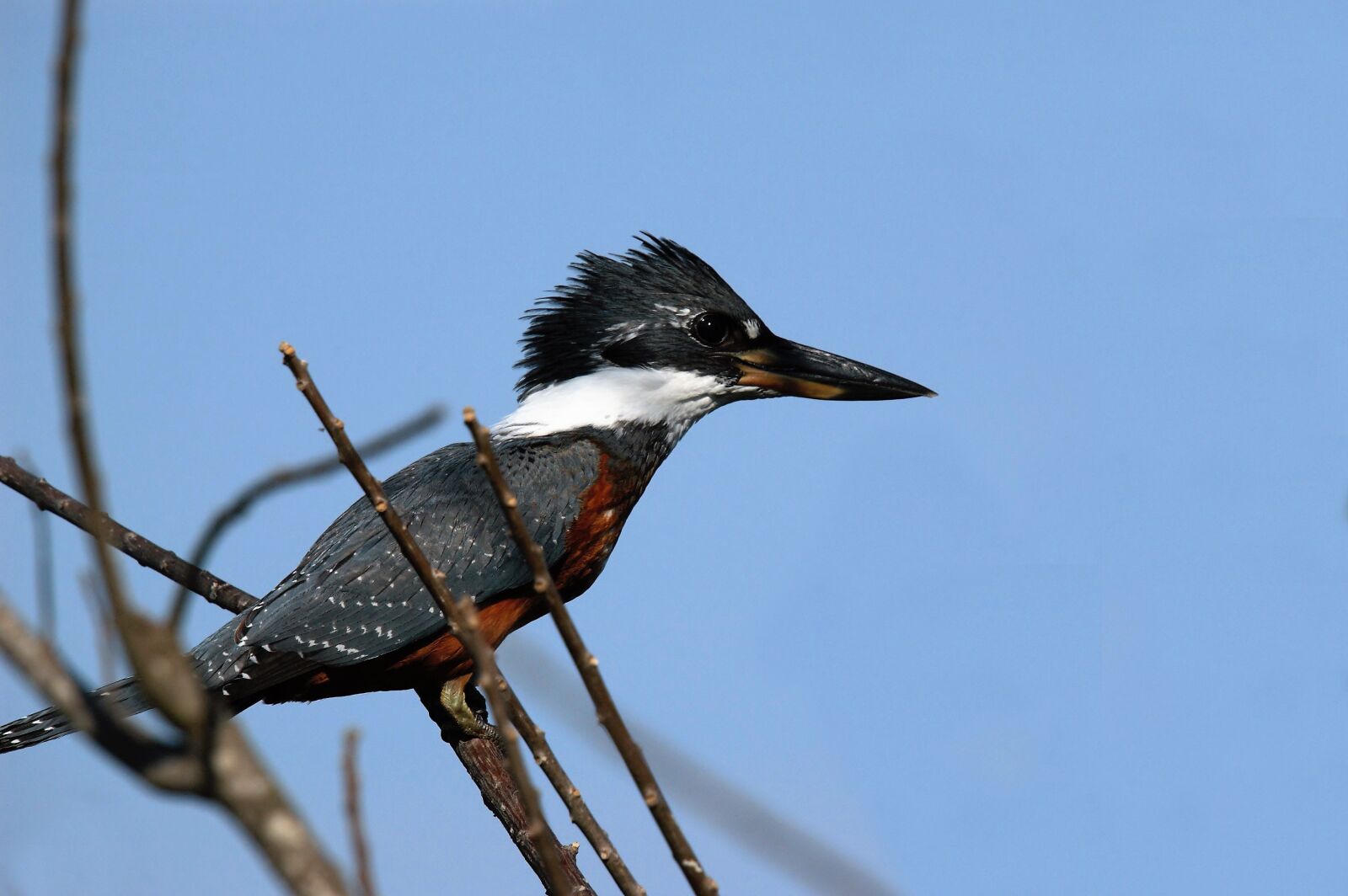 Nikon D70s sample photo. Bird, kingfisher, nature photography