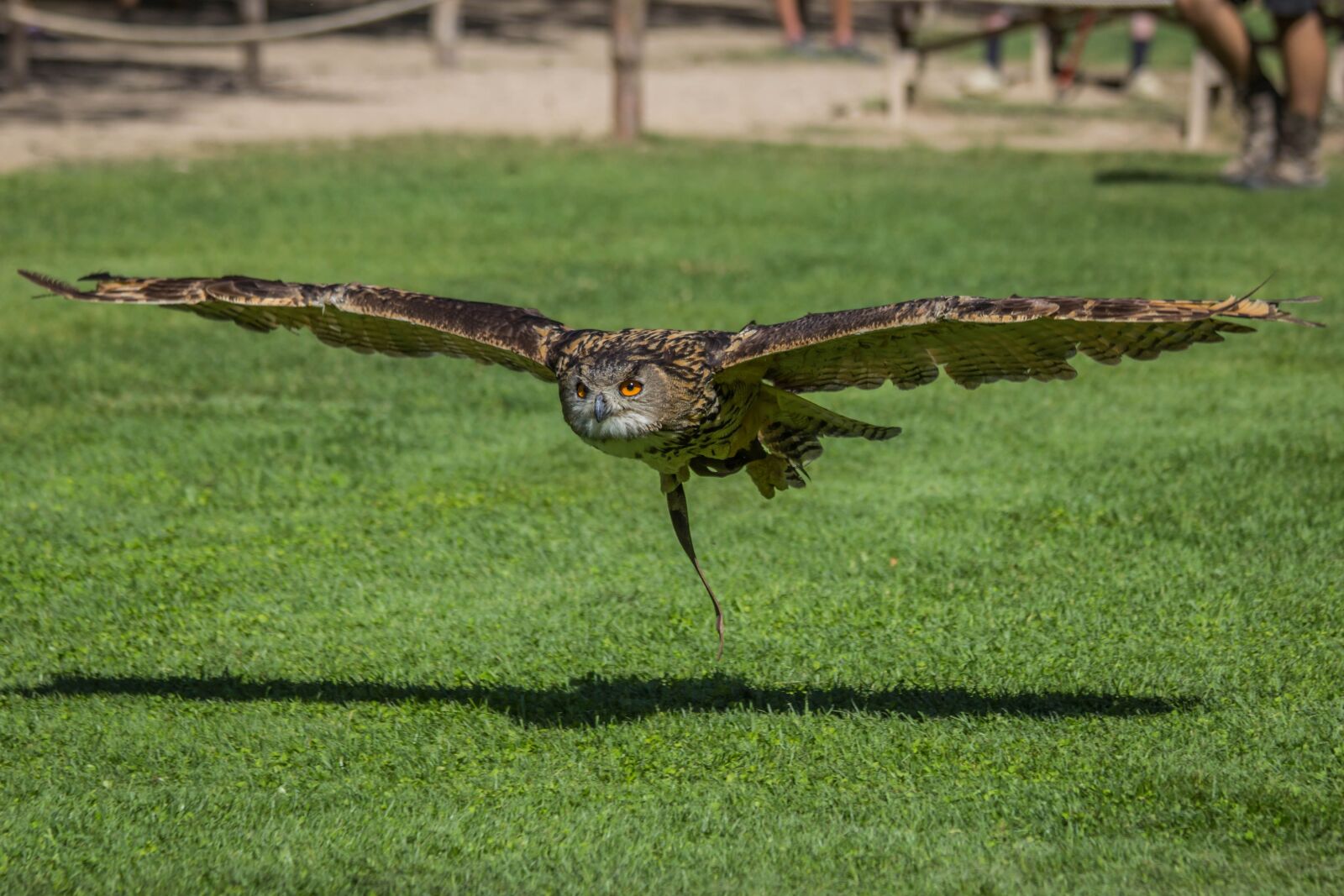 Canon EF 70-300mm F4-5.6 IS USM sample photo. Nature, lawn, birds photography